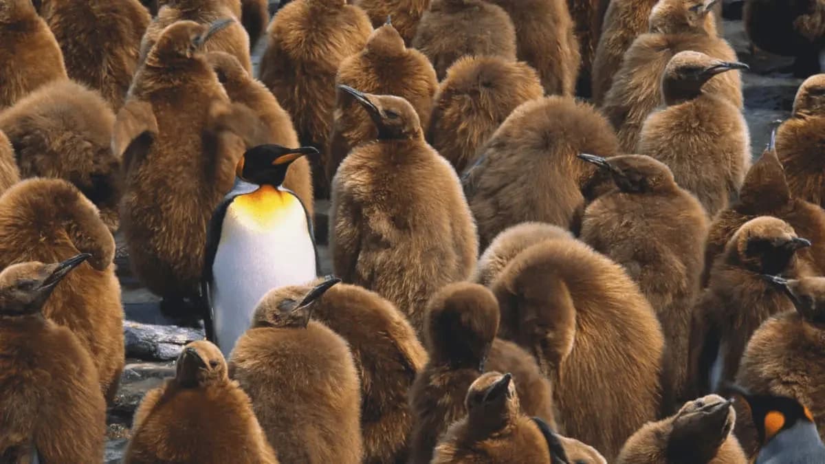 Big Five Personality Test: What Your OCEAN Score Means